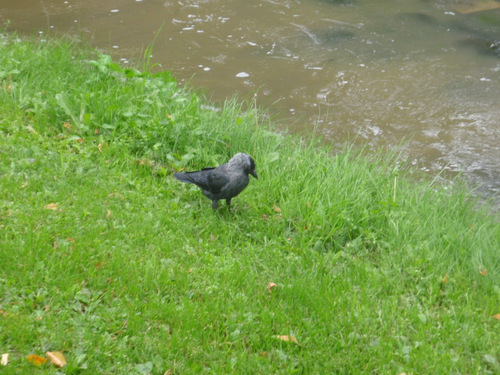 Scandinavian Crow, Black and Dark Gray.